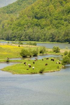 natural, untouched beautiful wild place in romania