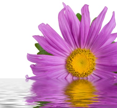 close-up fresh purple aster in water, isolated on white