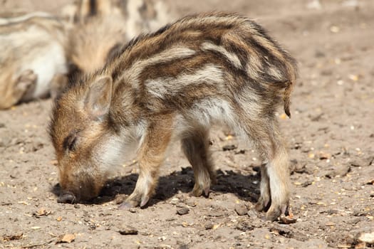 young boar fell asleep while standing