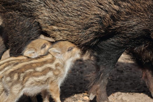 two young boars drinking