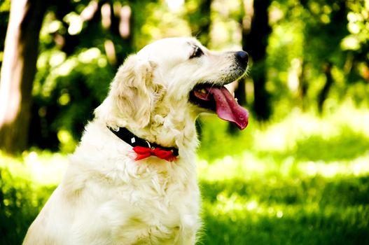 a cute golden retriever, tired after so much running