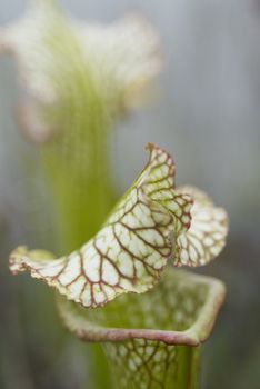 Two pitcher plants (Sarracenia leucophylla ), focus on foreground