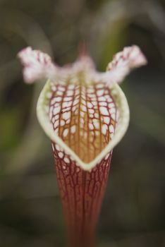 Carnivorous Pitcher Plant (Sarracenia leucophylla)