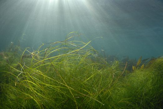 Streaks of sunlight pierce the surface of the ocean while grass and kelp wave in the currents