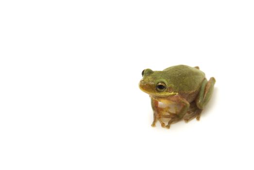 Squirrel Tree Frog (Hyla squirella) Isolated on white background