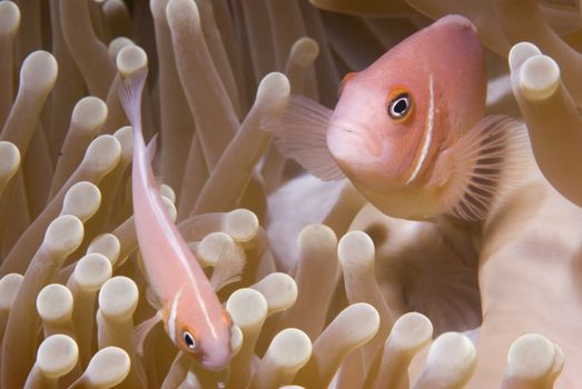 Pink Anemonefish (Amphiprion perideraion), commonly known as clownfish, guard their sea anemone home.