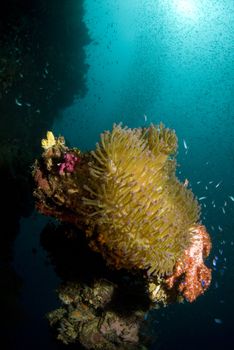 The sun just barely reaches a coral encrusted steel exhaust pipe, home to a large sea anemone, while fish swarm in the thriving artificial reef environment of a World War II shipwreck resting at the bottom of Truk (Chuuk) Lagoon, Micronesia.  