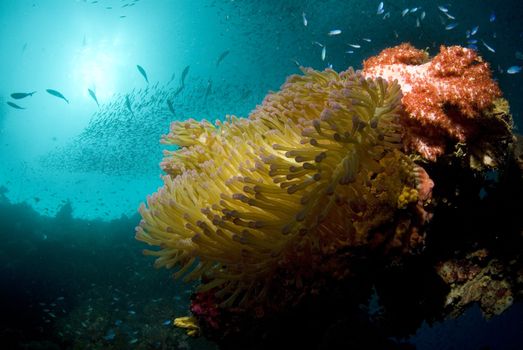 The sun just barely reaches a coral encrusted steel exhaust pipe, home to a large sea anemone, while fish swarm in the thriving artificial reef environment of a World War II shipwreck resting at the bottom of Truk (Chuuk) Lagoon, Micronesia.  