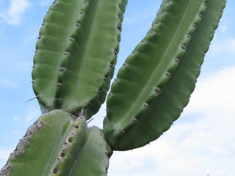 green cactus