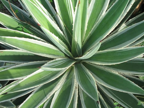 green cactus plant