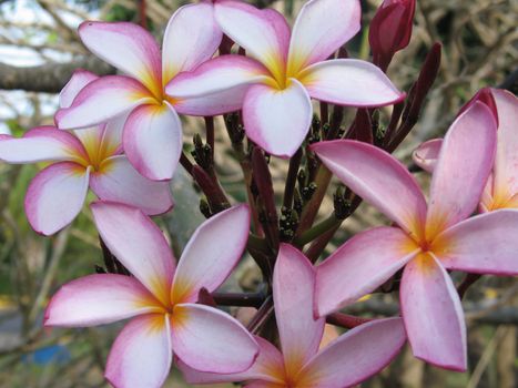 pink and yellow flowers