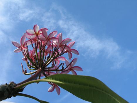 pink flowers in the blue sky