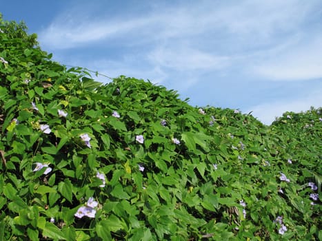 hedge of climbing vine