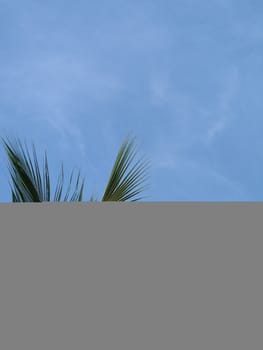 palm tree