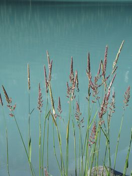 reeds by the water