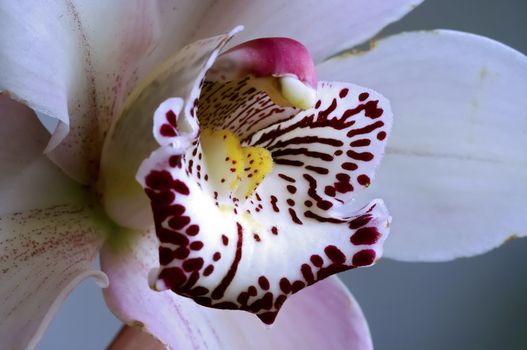 Detail of the bloom of orchid.