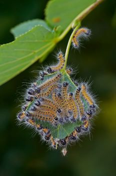 The beads of the buff-tip on the leaf of the linden-tree.