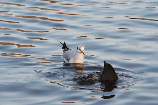 Voyeur - humorous shot of the laughing gull on the water