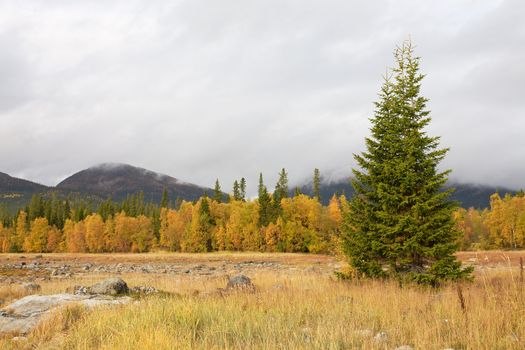 Autumn landscape with a fur-tree against mountains