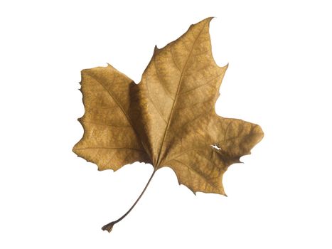 A single autumn leaf isolated over a white background.