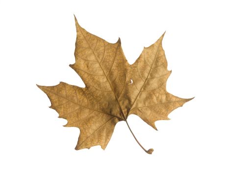 A single autumn leaf isolated over a white background.