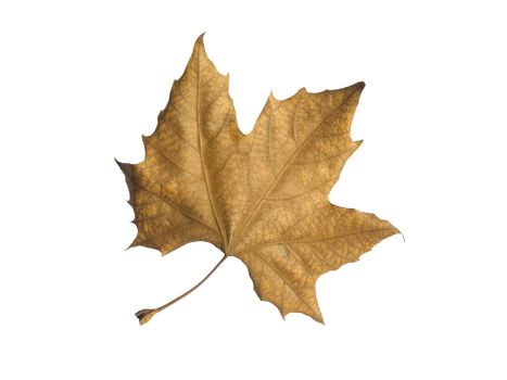 A single autumn leaf isolated over a white background.