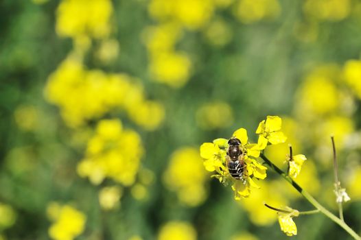 yellow-green spring backgorund with bee 