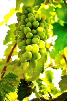 Closeup of grape branch with grapes cluster
