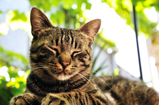 striped funny cat relaxing outdoors