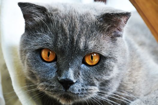 Scottish fold gray cat with orange eyes