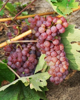red grapes is hanging on a vine