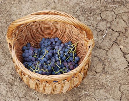 a basket and grapes in it on the ground