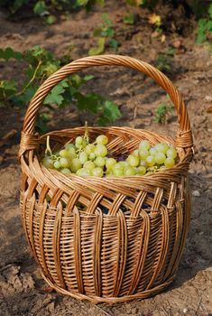a basket and grapes in it on the ground
