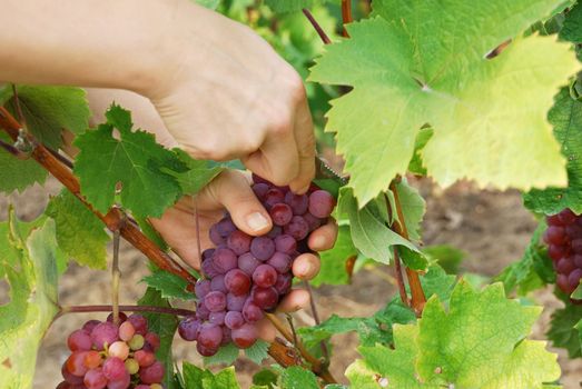 a woman is picking grapes using a knife