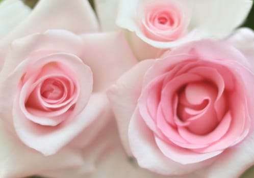 pink soft roses background