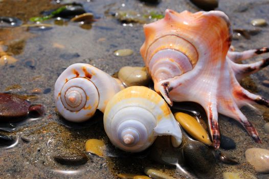 closeup of three colored sea shells over wet sand