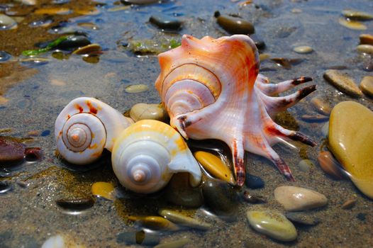 closeup of three colored sea shells over wet sand