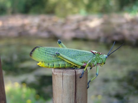 Close up on giant green grasshopper