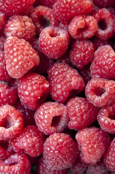 Close up on ripe raspberries