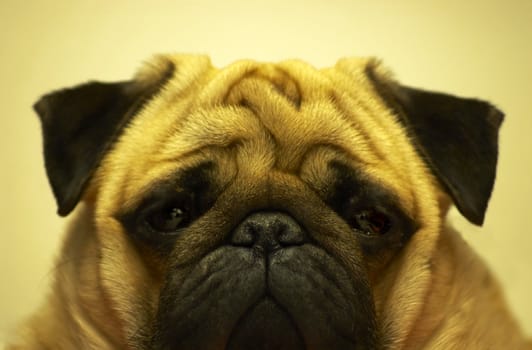 sad looking dog

