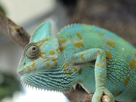 Green chameleon in a terrarium    