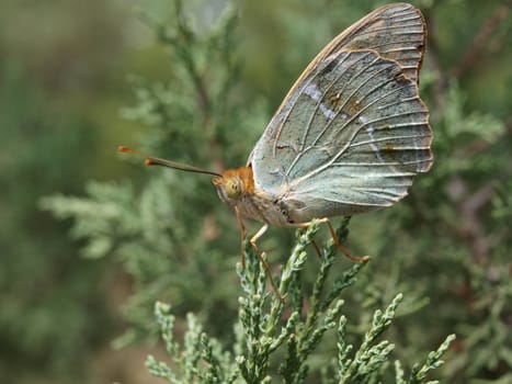 The butterfly on a flower        