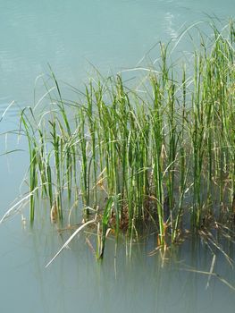 green reeds in a turquoise lake