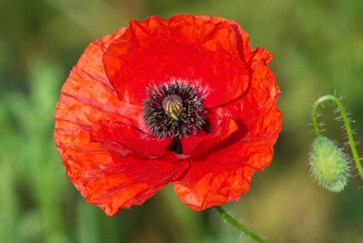 Red poppy flower close up