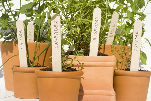Mint, chives, lavender, rosemary, basil and thyme fresh herbs in terracotta pots