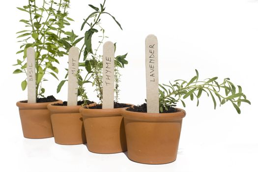Basil, mint, thyme and lavender potted herbs in line and isolated against white