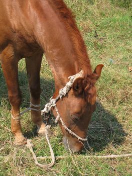 Young brown horse eating grass in a field