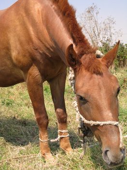 Young brown horse eating grass in a field