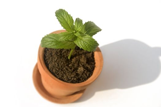 Small clay pot with herb