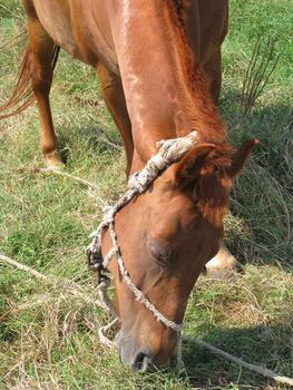 Young brown horse eating grass in a field